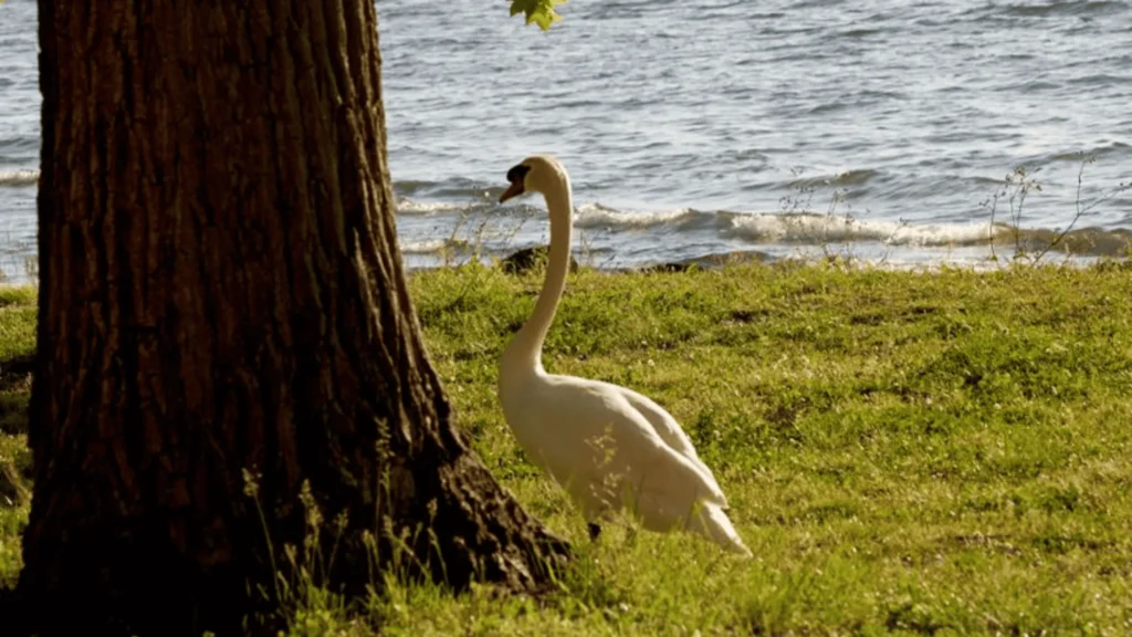Camping Parco del Lago